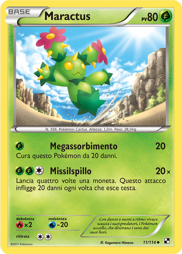 Maractus