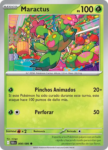 Maractus