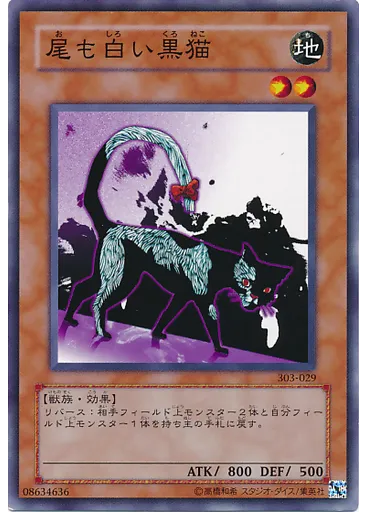 尾も白い黒猫