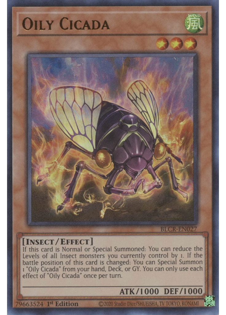 Oily Cicada
