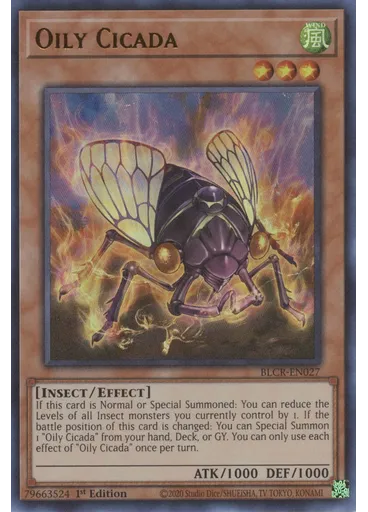 Oily Cicada