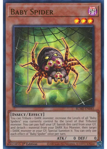 Baby Spider