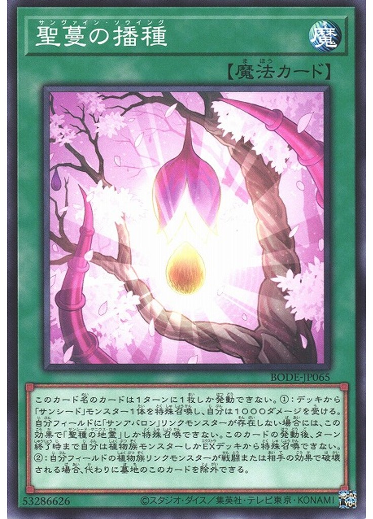 聖蔓の播種