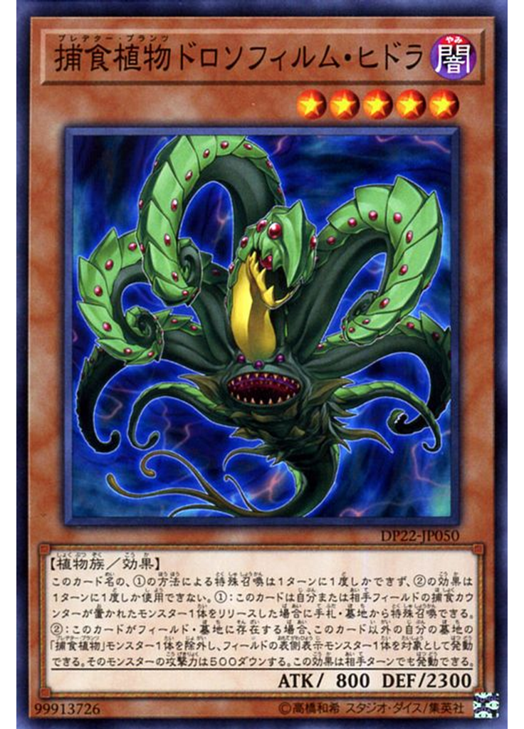 捕食植物ドロソフィルム・ヒドラ