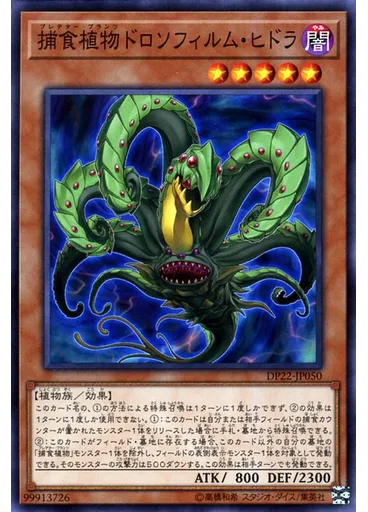 捕食植物ドロソフィルム・ヒドラ