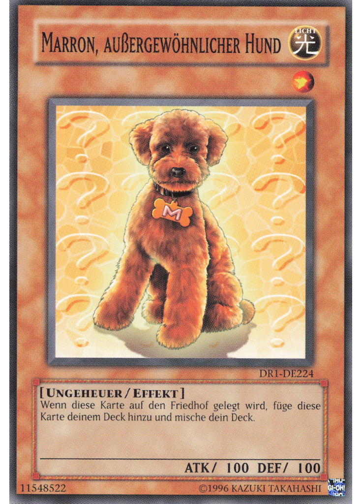 Marron, außergewöhnlicher Hund