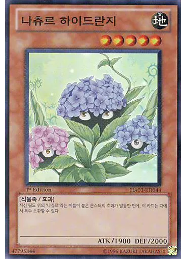 나츄르 하이드란지