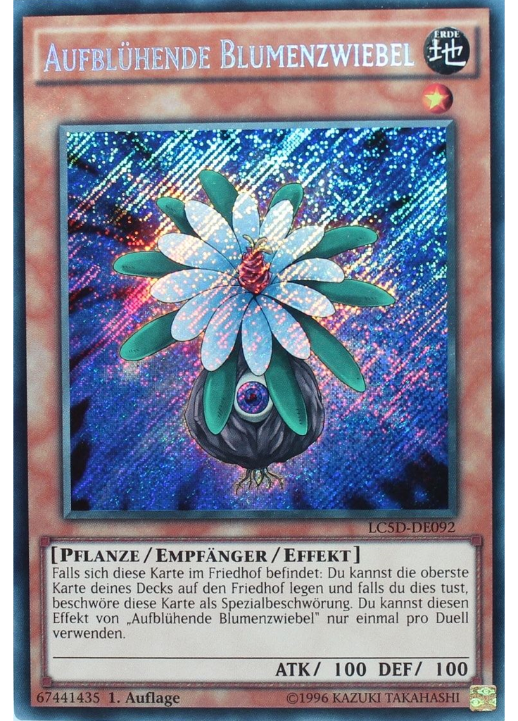 Aufblühende Blumenzwiebel