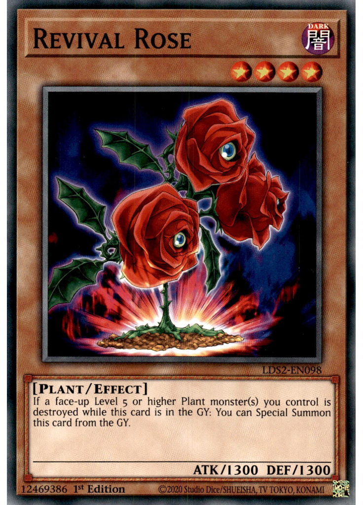 Revival Rose