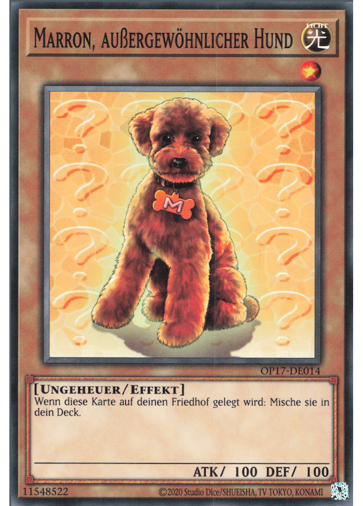 Marron, außergewöhnlicher Hund