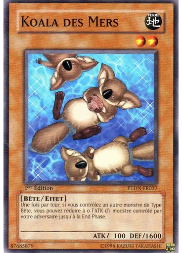 Koala des Mers
