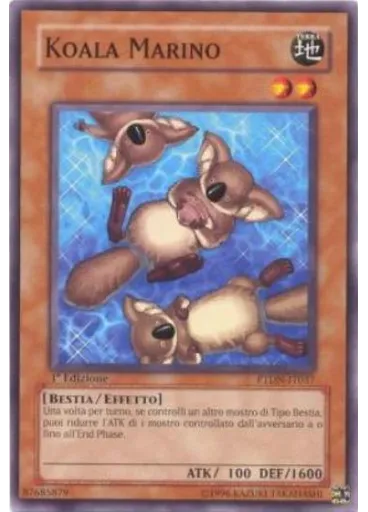 Koala Marino