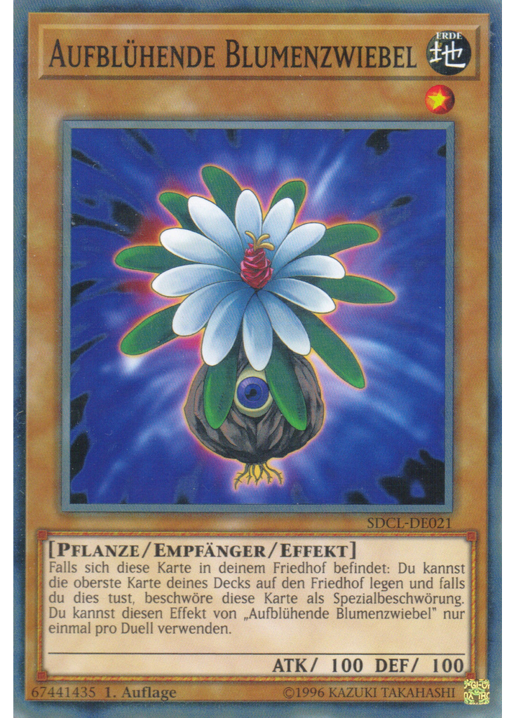 Aufblühende Blumenzwiebel