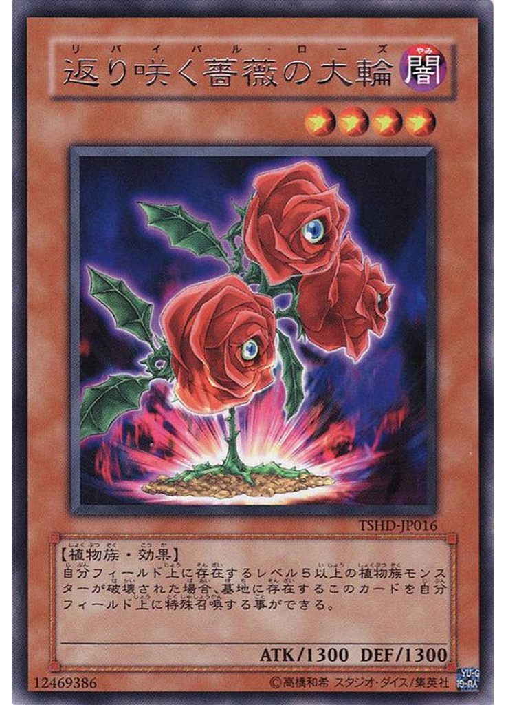 返り咲く薔薇の大輪